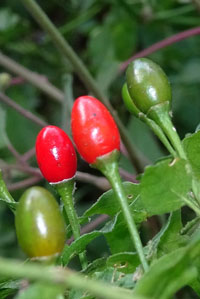 Aji Chirca